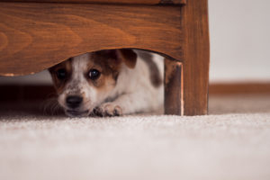 Little-puppy-is-hiding-under-cupboard