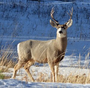 deer-in-mountains