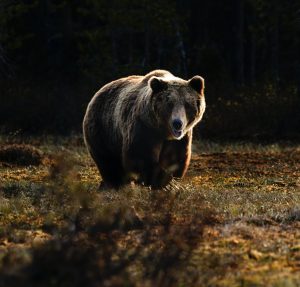 bear market