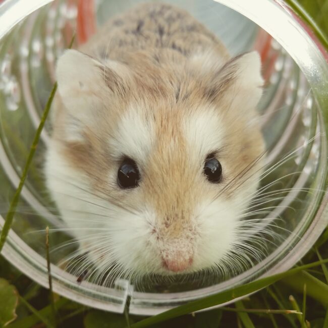 Escape The Rat Race