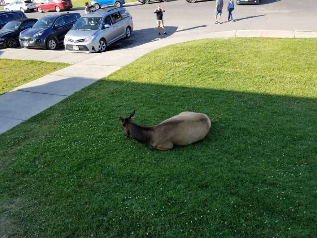 deer-on-lawn