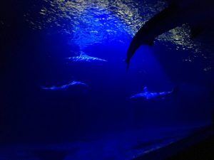 sharktank